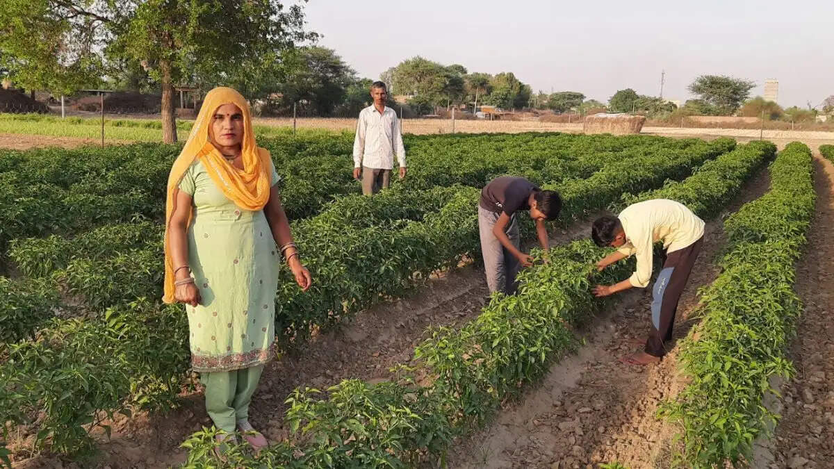 Priyanka from Chakka village in Sirsa working in organic vegetable farm on sandy land with green chilli and bhindi crops