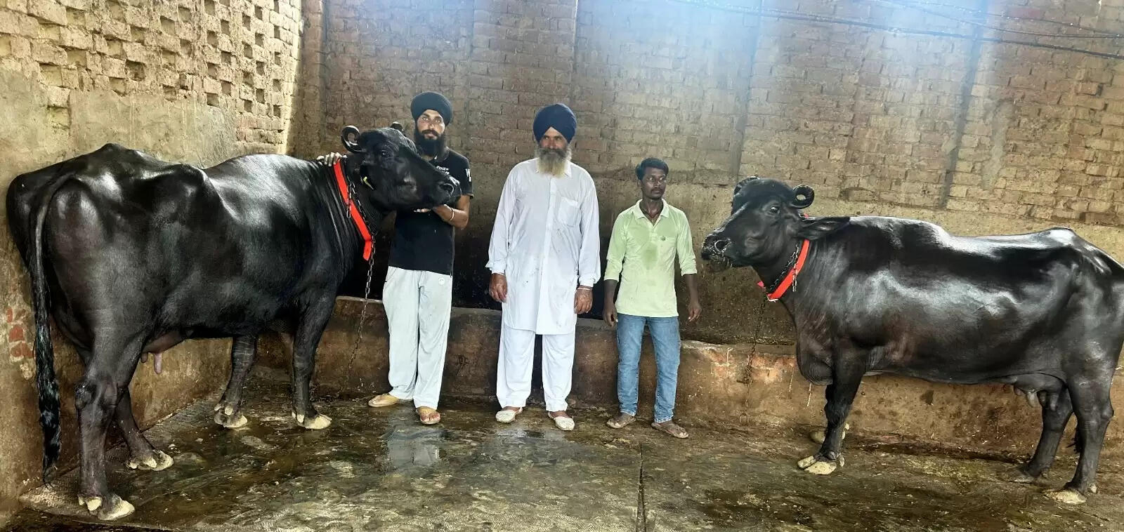 गुरनाम सिंह की दो मुर्राह भैंसों ने जीता 50 हजार रुपये का इनाम